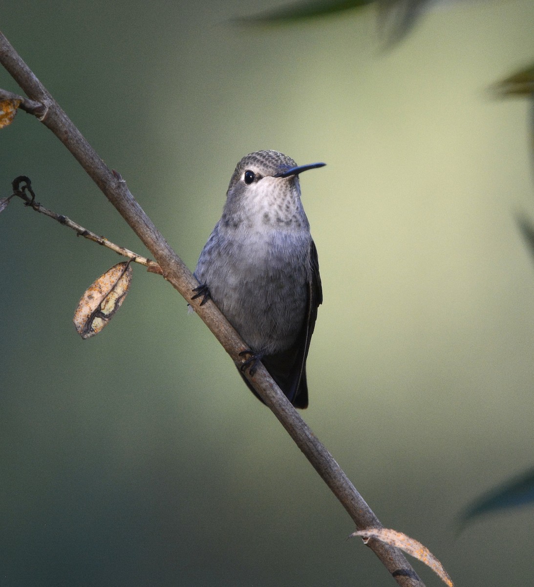 Anna's Hummingbird - ML646797178