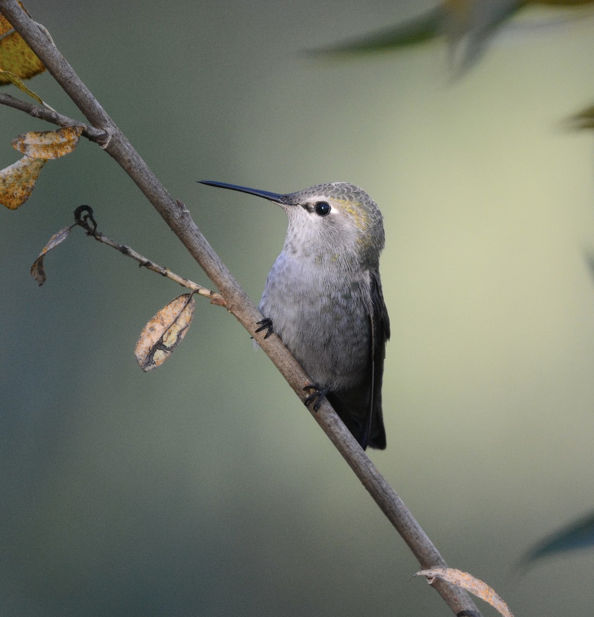 Anna's Hummingbird - ML646797179