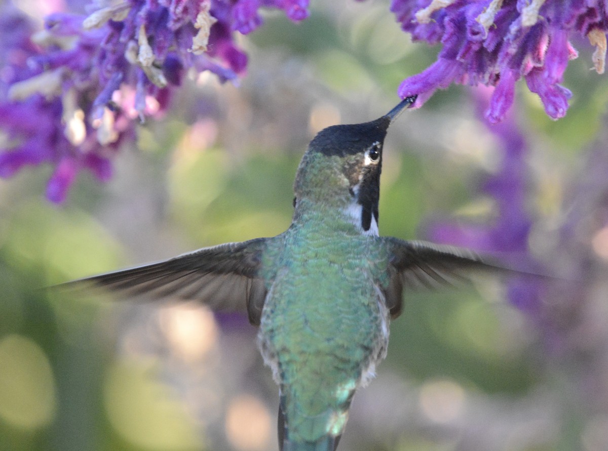 Anna's Hummingbird - ML646797180