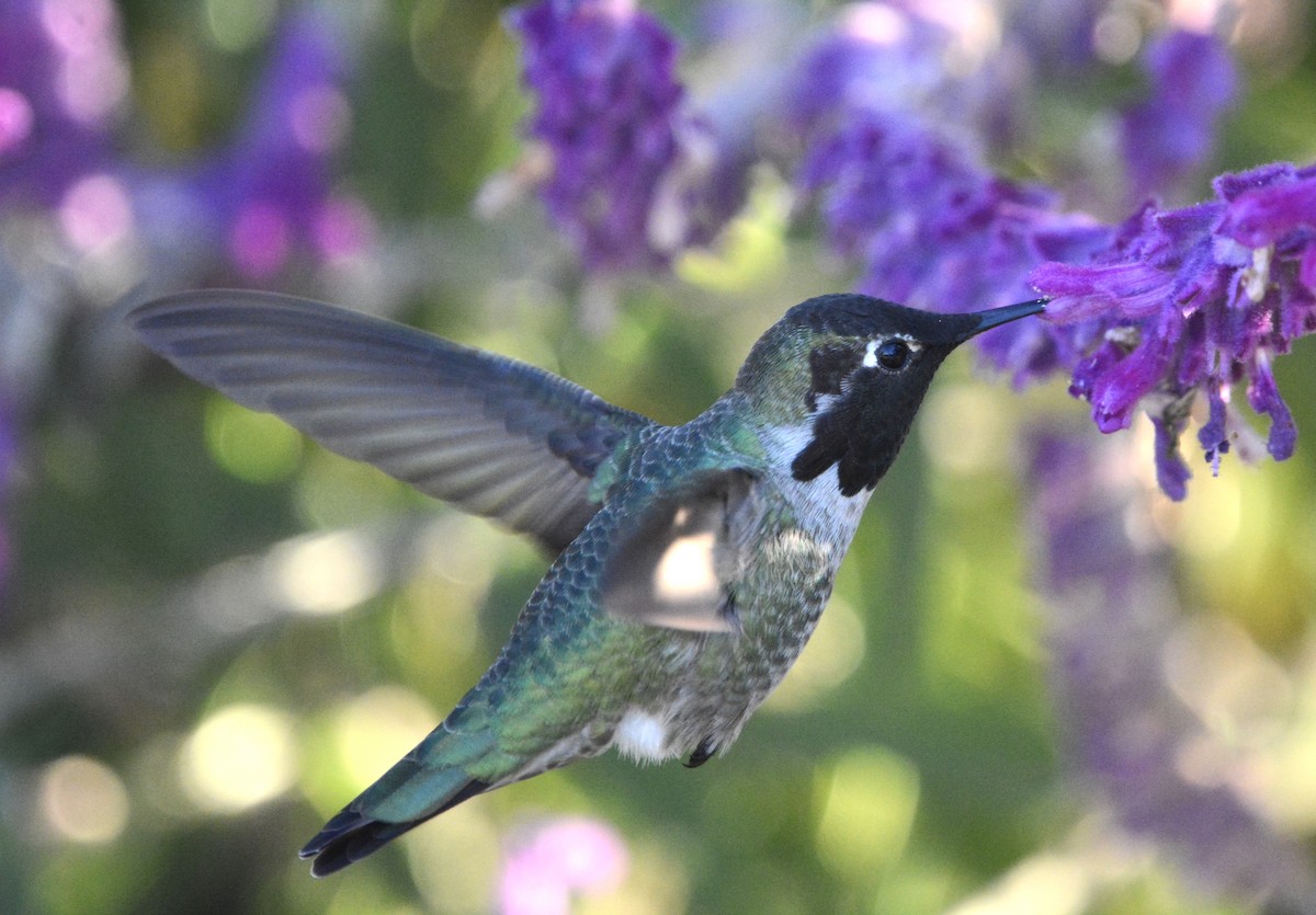 Anna's Hummingbird - ML646797181