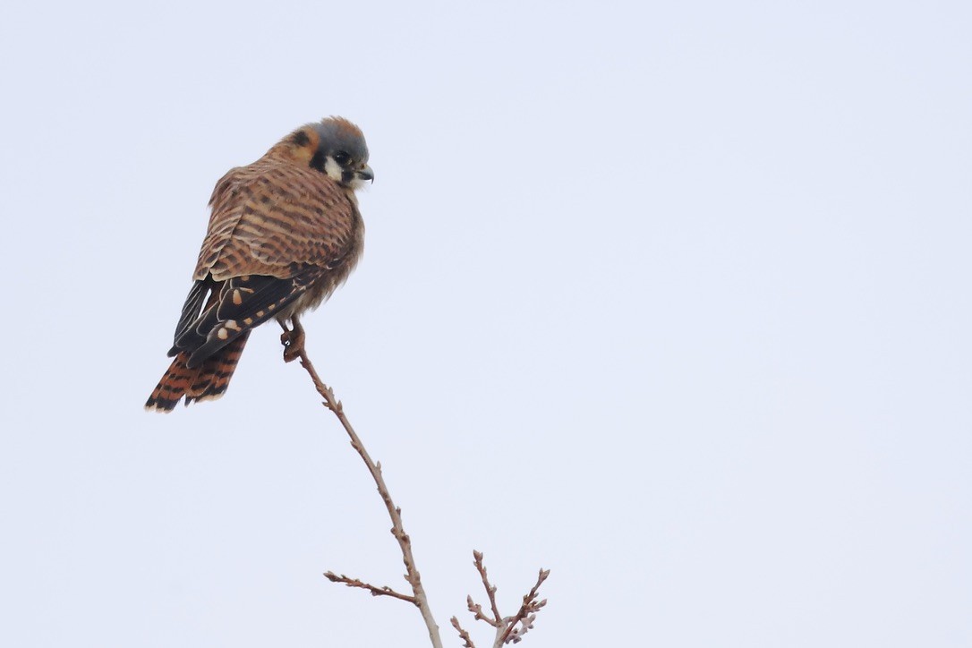 American Kestrel - ML646797182
