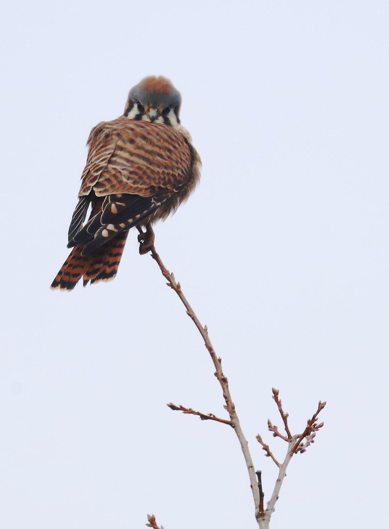 American Kestrel - ML646797185