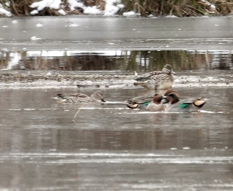 コガモ - ML646797187