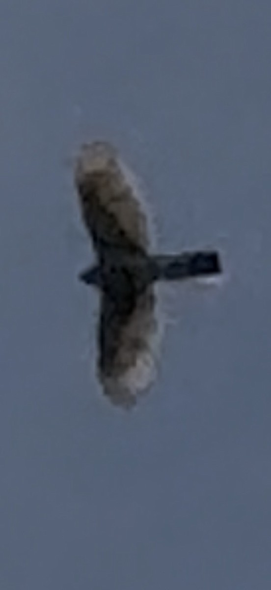 クーパーハイタカ - ML646797188