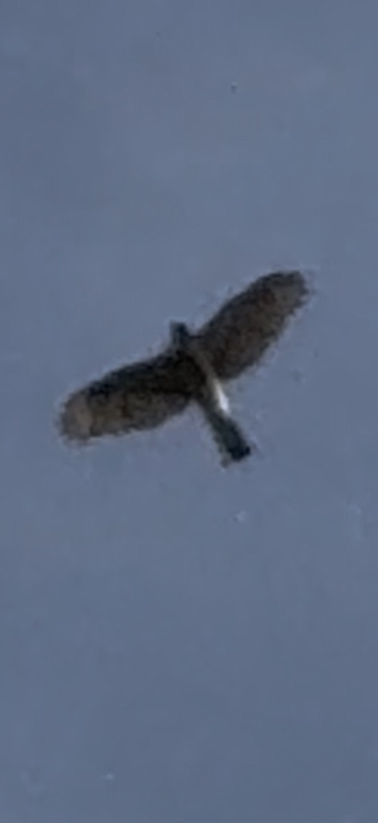 クーパーハイタカ - ML646797189