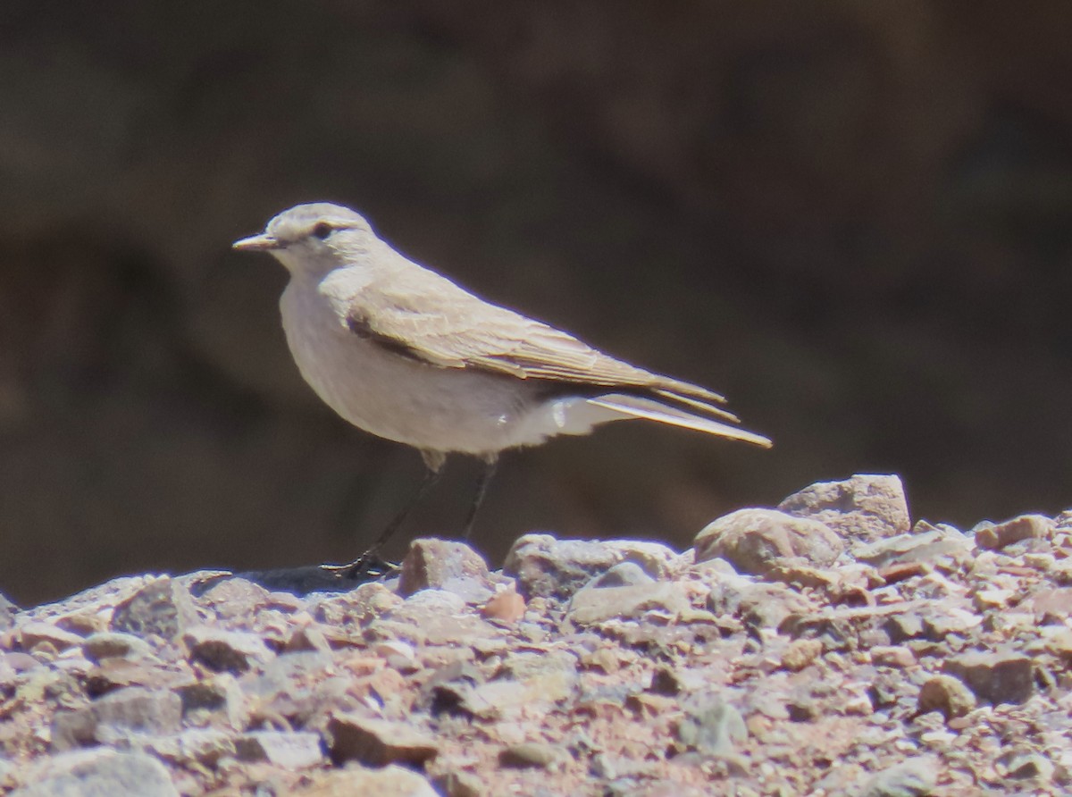 Ochre-naped Ground-Tyrant - ML646797190