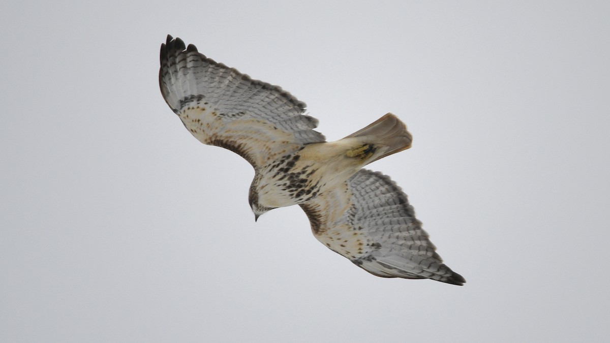Red-tailed Hawk - ML646797191
