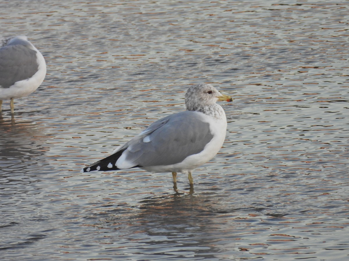California Gull - ML646797192
