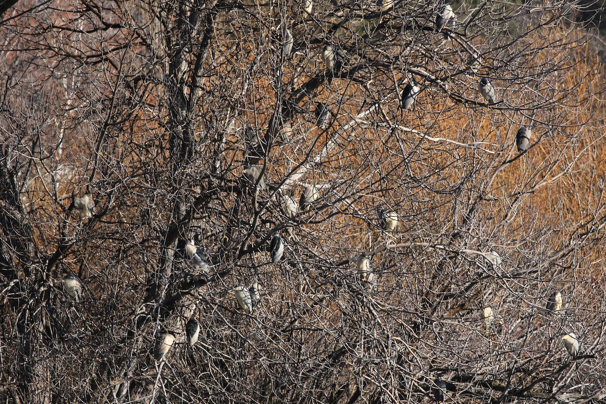 Black-crowned Night Heron - ML646797193