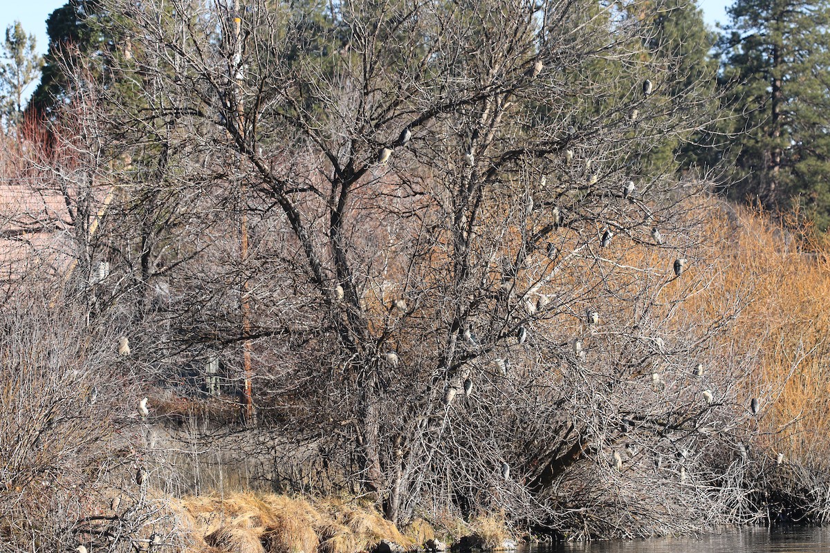 Black-crowned Night Heron - ML646797194