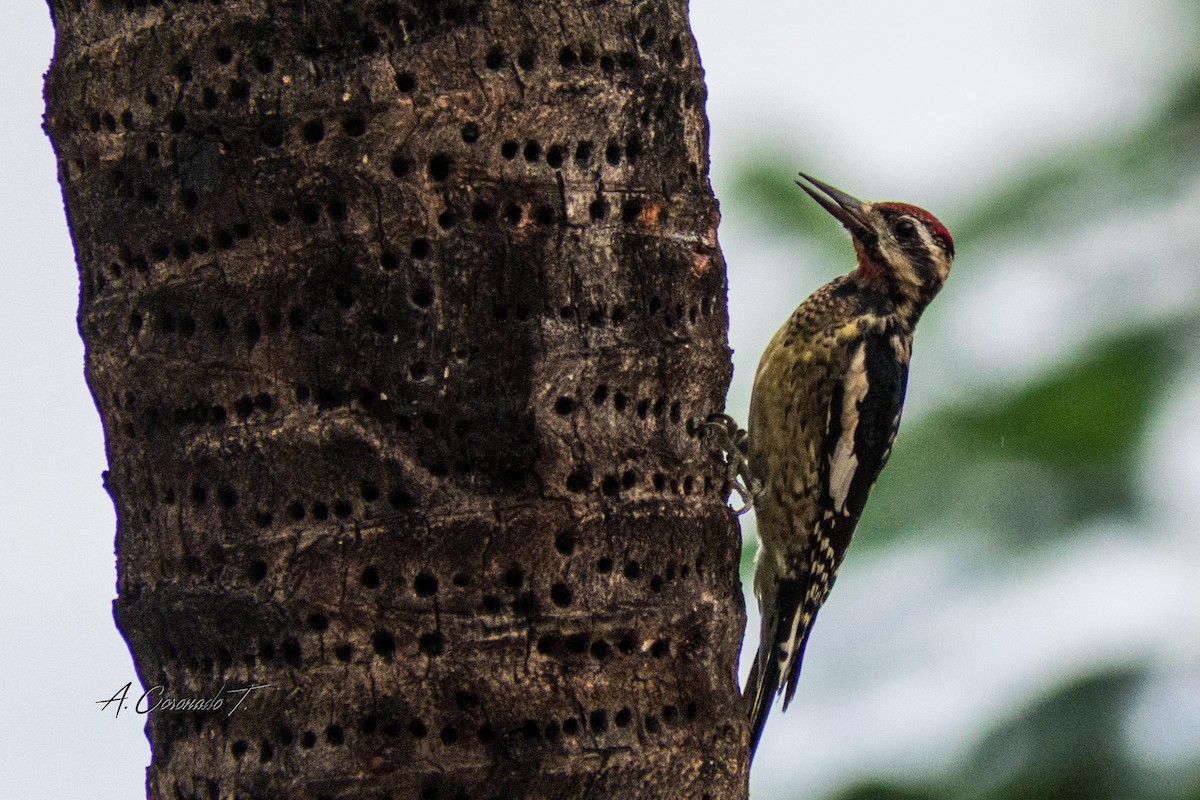 Yellow-bellied Sapsucker - ML646797195