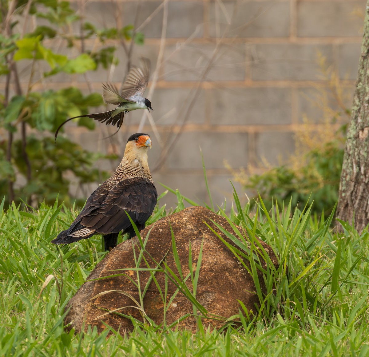 Fork-tailed Flycatcher - ML646797196