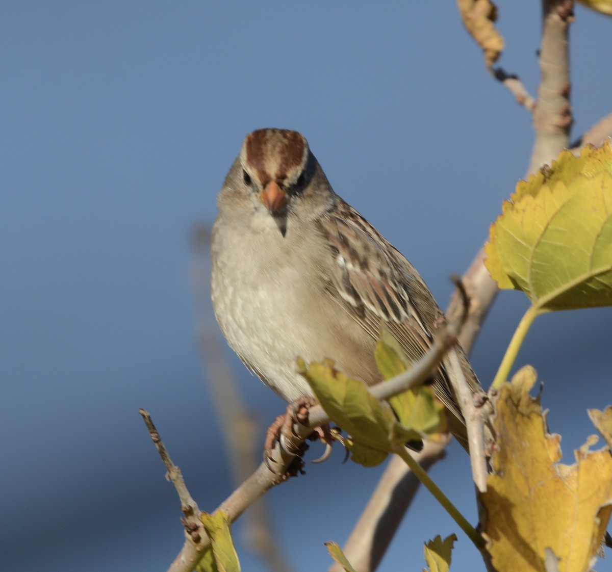 White-crowned Sparrow - ML646797197