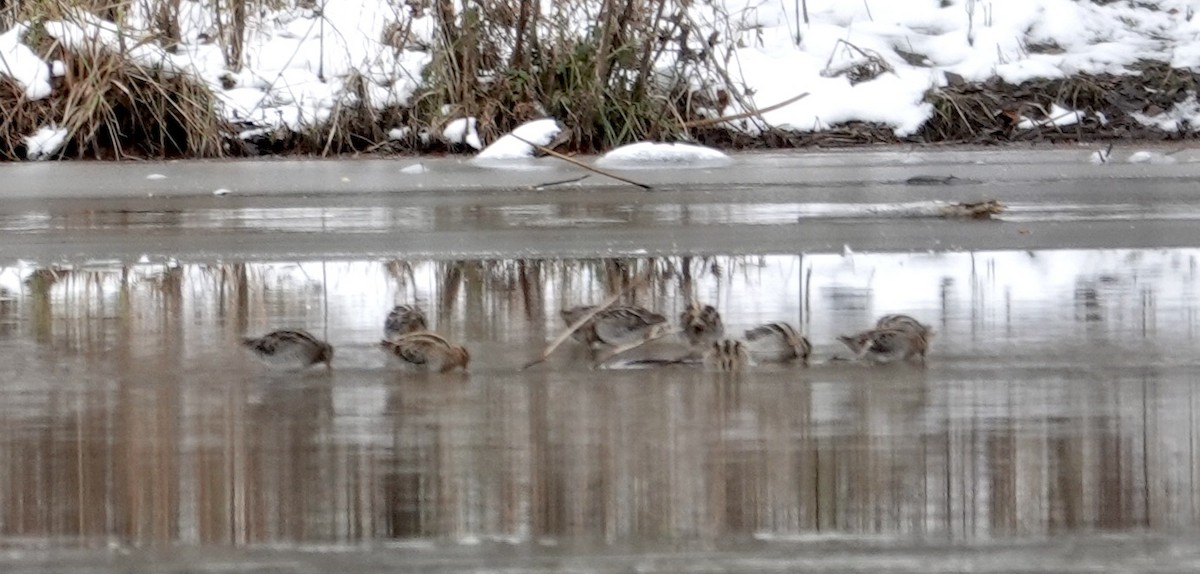 アメリカタシギ - ML646797199