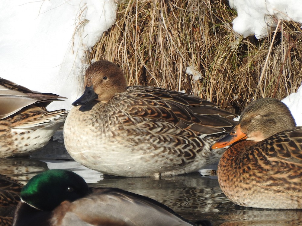 stjertand - ML646797202