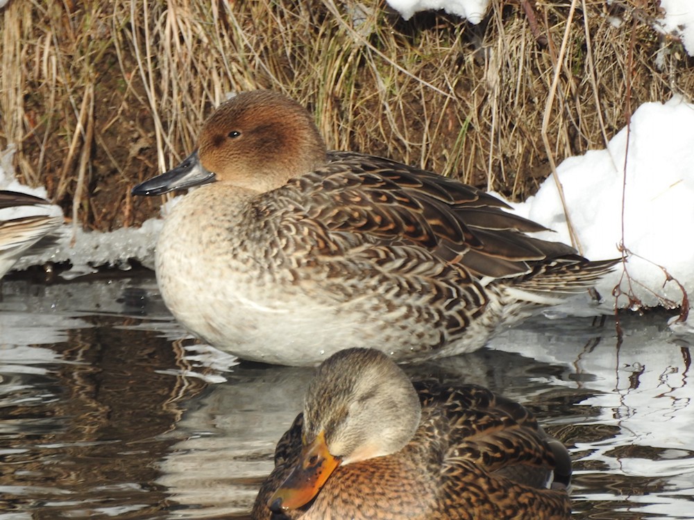 stjertand - ML646797203