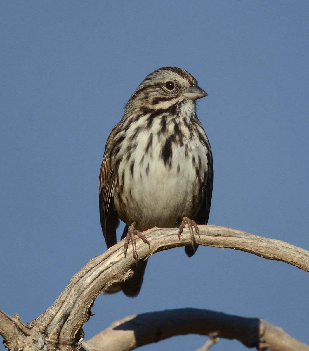 Song Sparrow - ML646797204