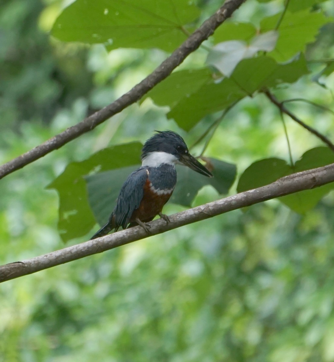 Ringed Kingfisher - ML646797205