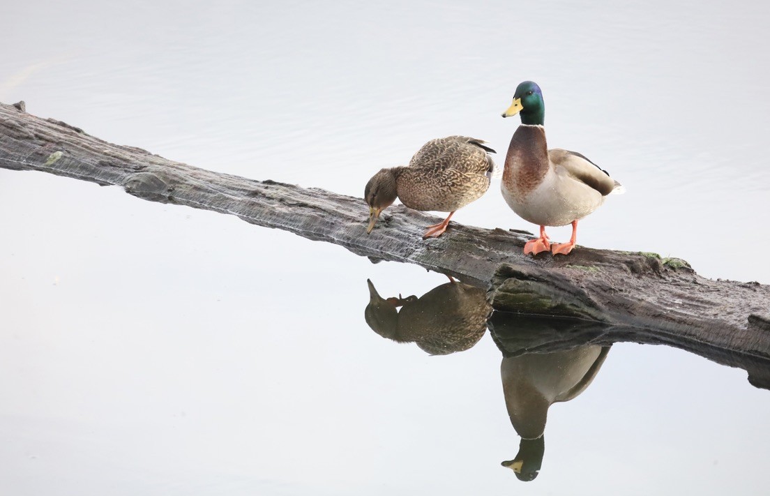 綠頭鴨 - ML646797206