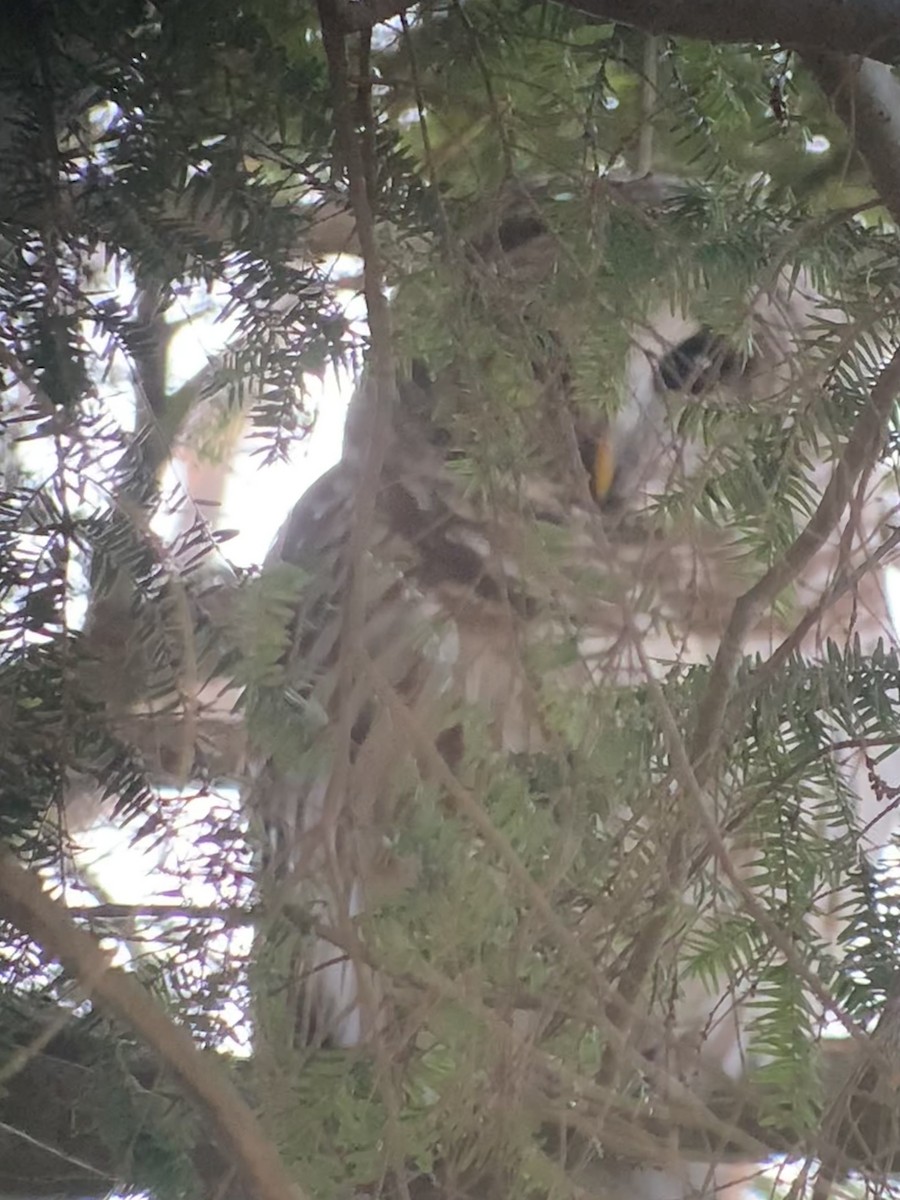 høvdingugle - ML646797207