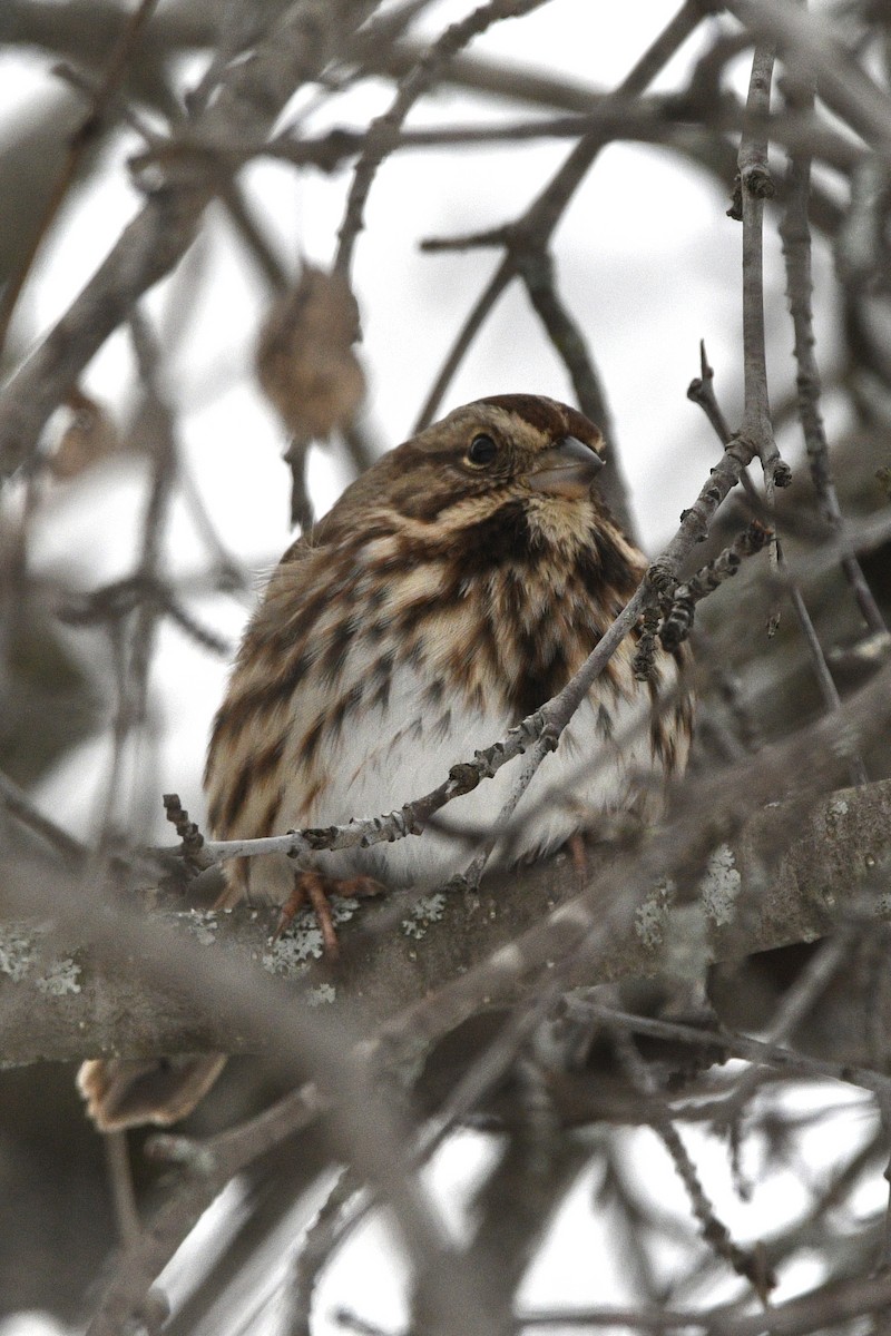 Song Sparrow - ML646797208