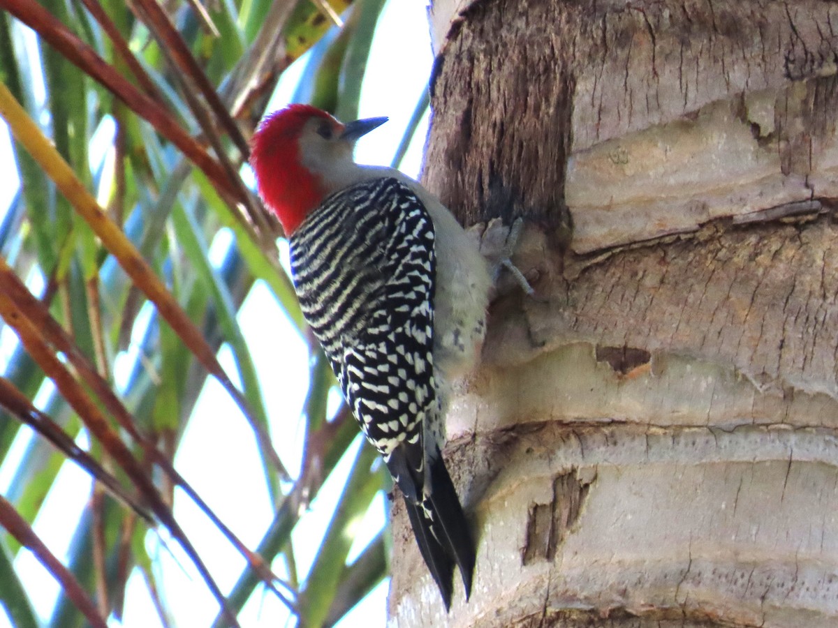 Carolinaspecht - ML646797209