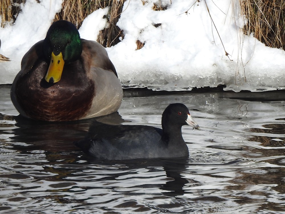 amerikasothøne - ML646797210