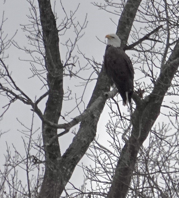 Pygargue à tête blanche - ML646797211