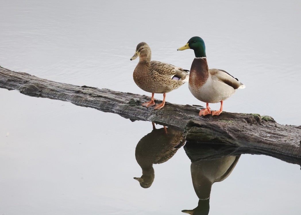 綠頭鴨 - ML646797212