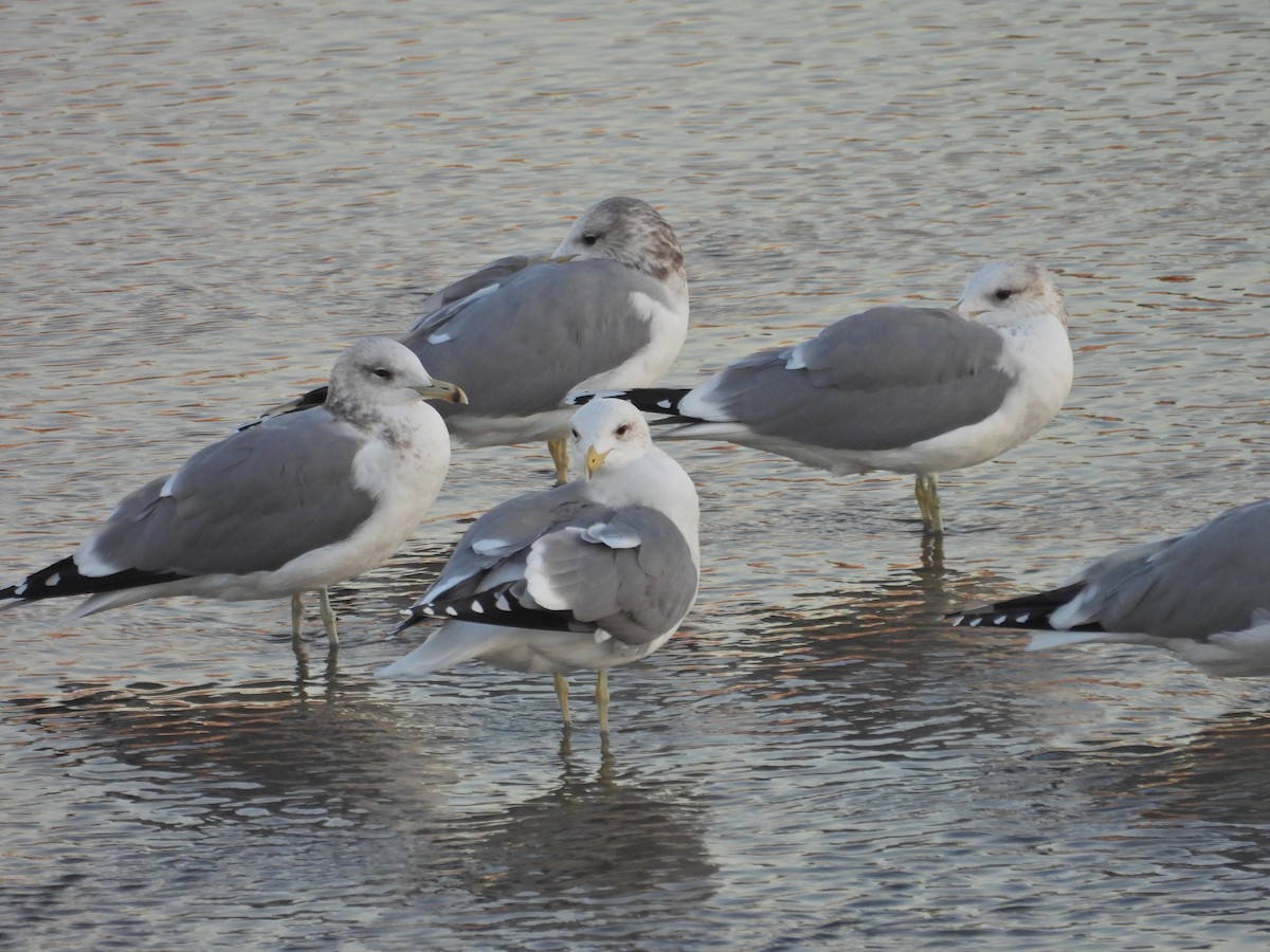 California Gull - ML646797214