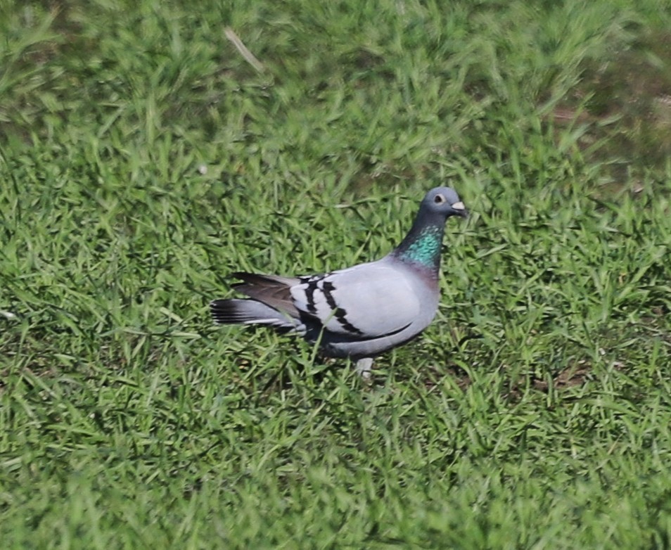 Felsentaube (Straßentaube) - ML646797215