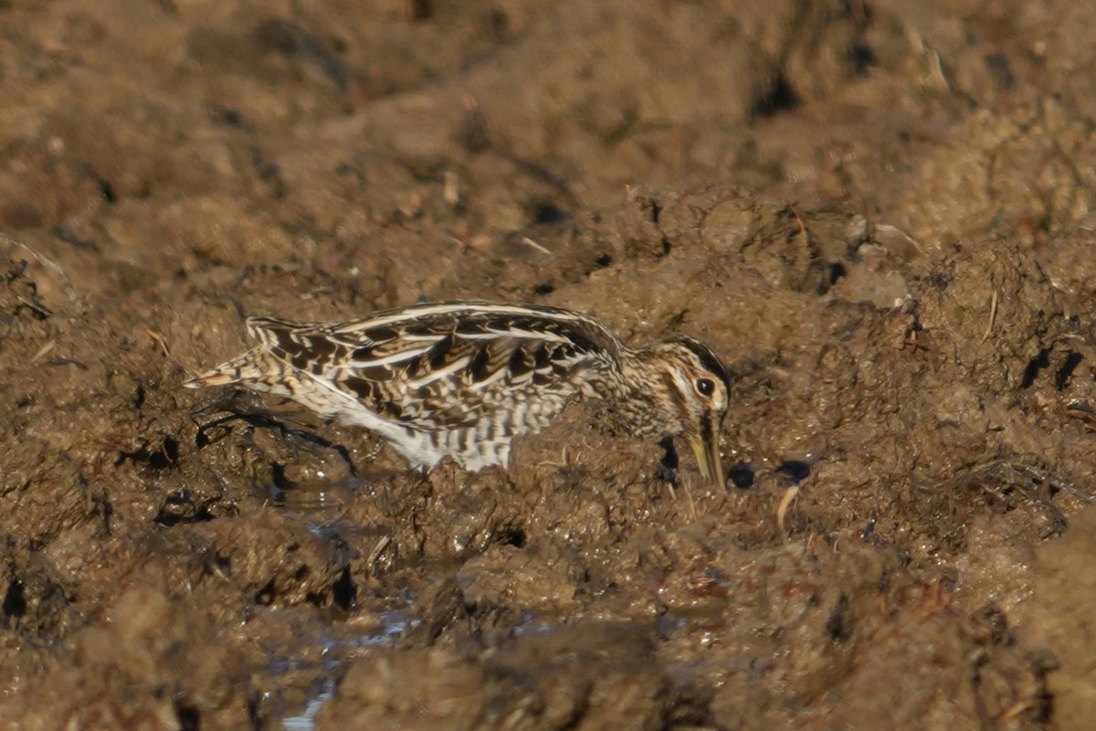 Wilsonbekassine - ML646797218