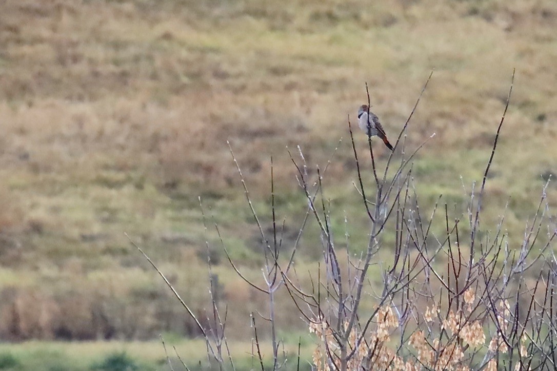 Northern Flicker - ML646797219