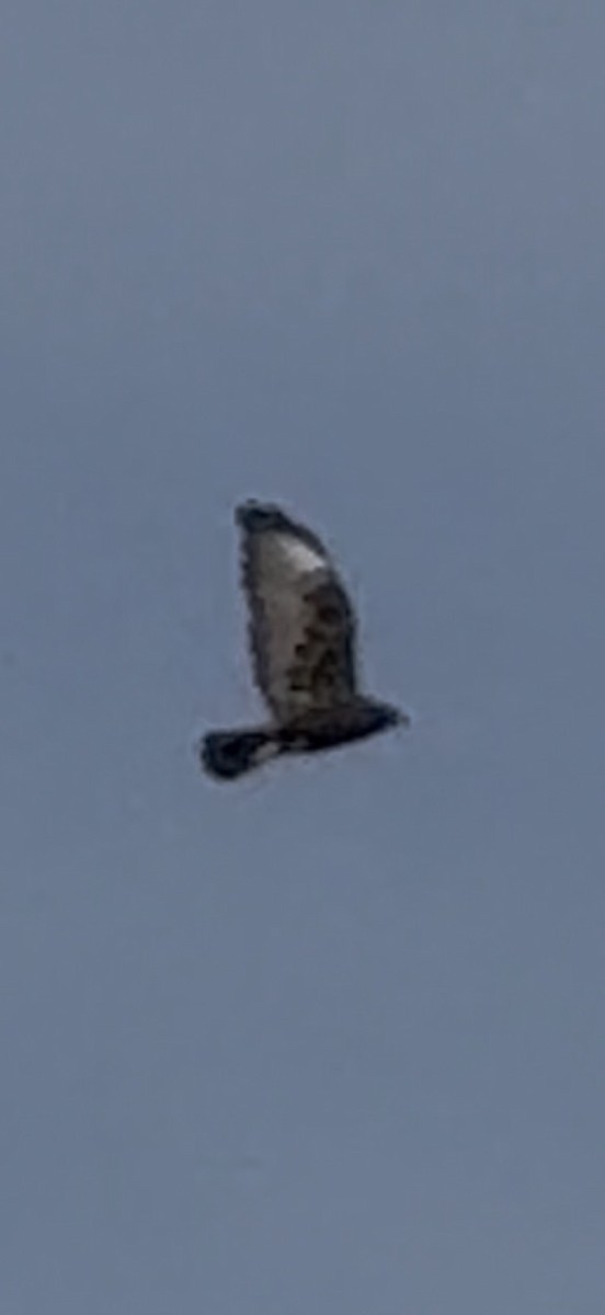 ミジカオノスリ - ML646797220