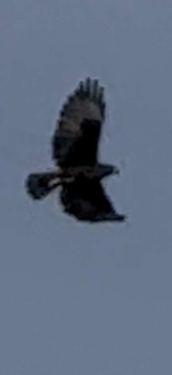 ミジカオノスリ - ML646797221