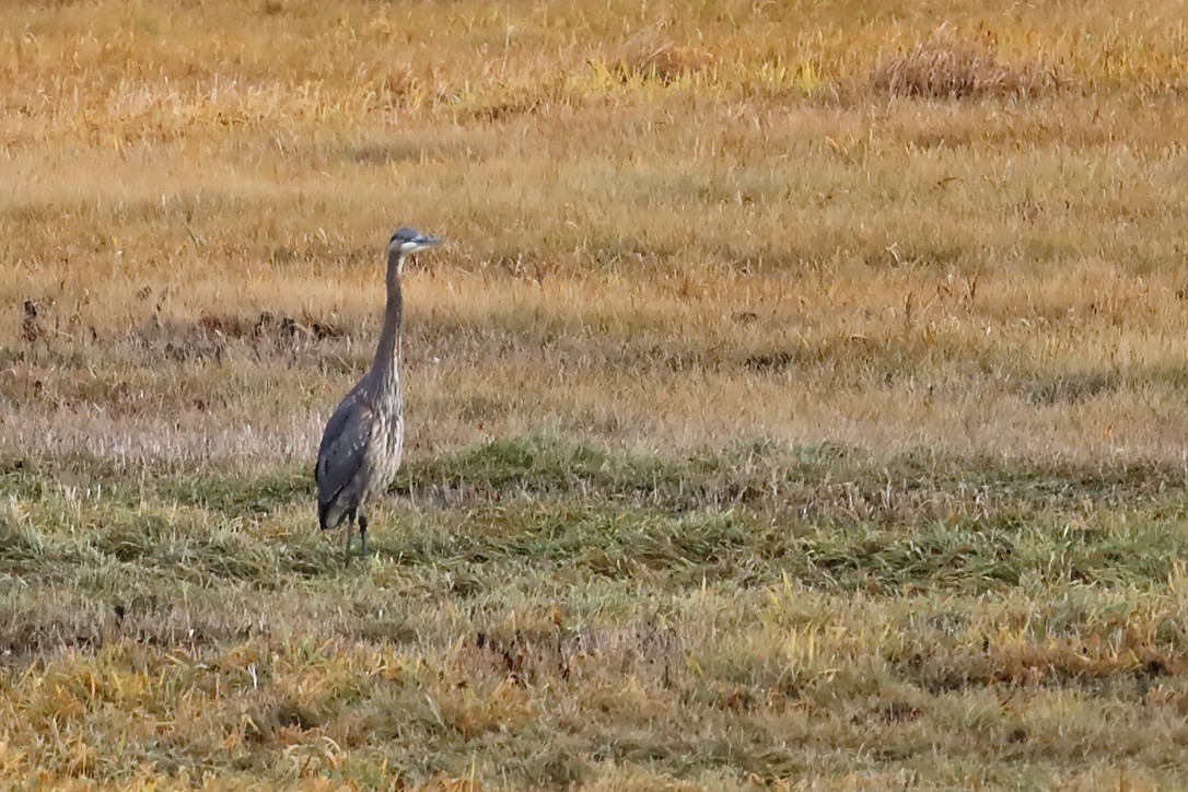 Great Blue Heron - ML646797222
