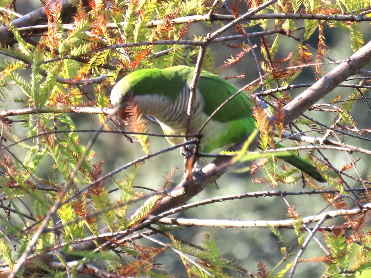 Mönchssittich - ML646797223