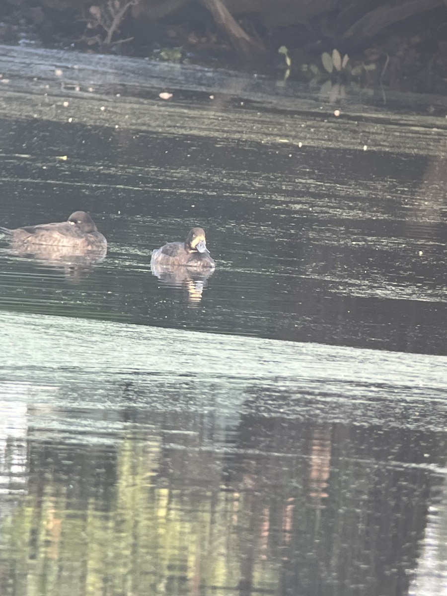 Морская чернеть - ML646797224