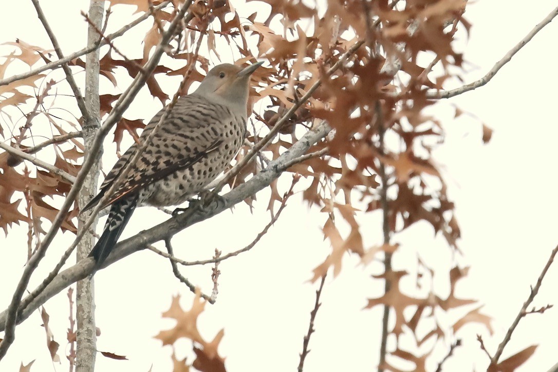 Northern Flicker - ML646797225