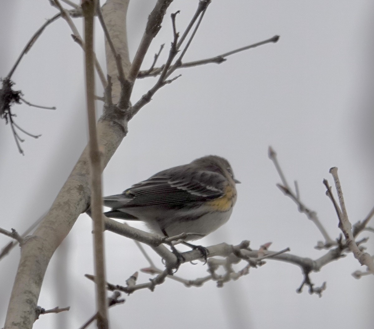 キヅタアメリカムシクイ - ML646797227