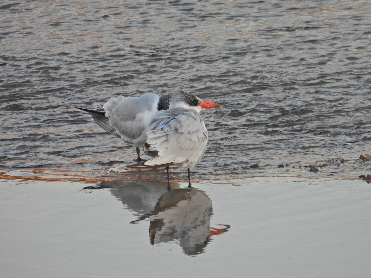 Крячок каспійський - ML646797229