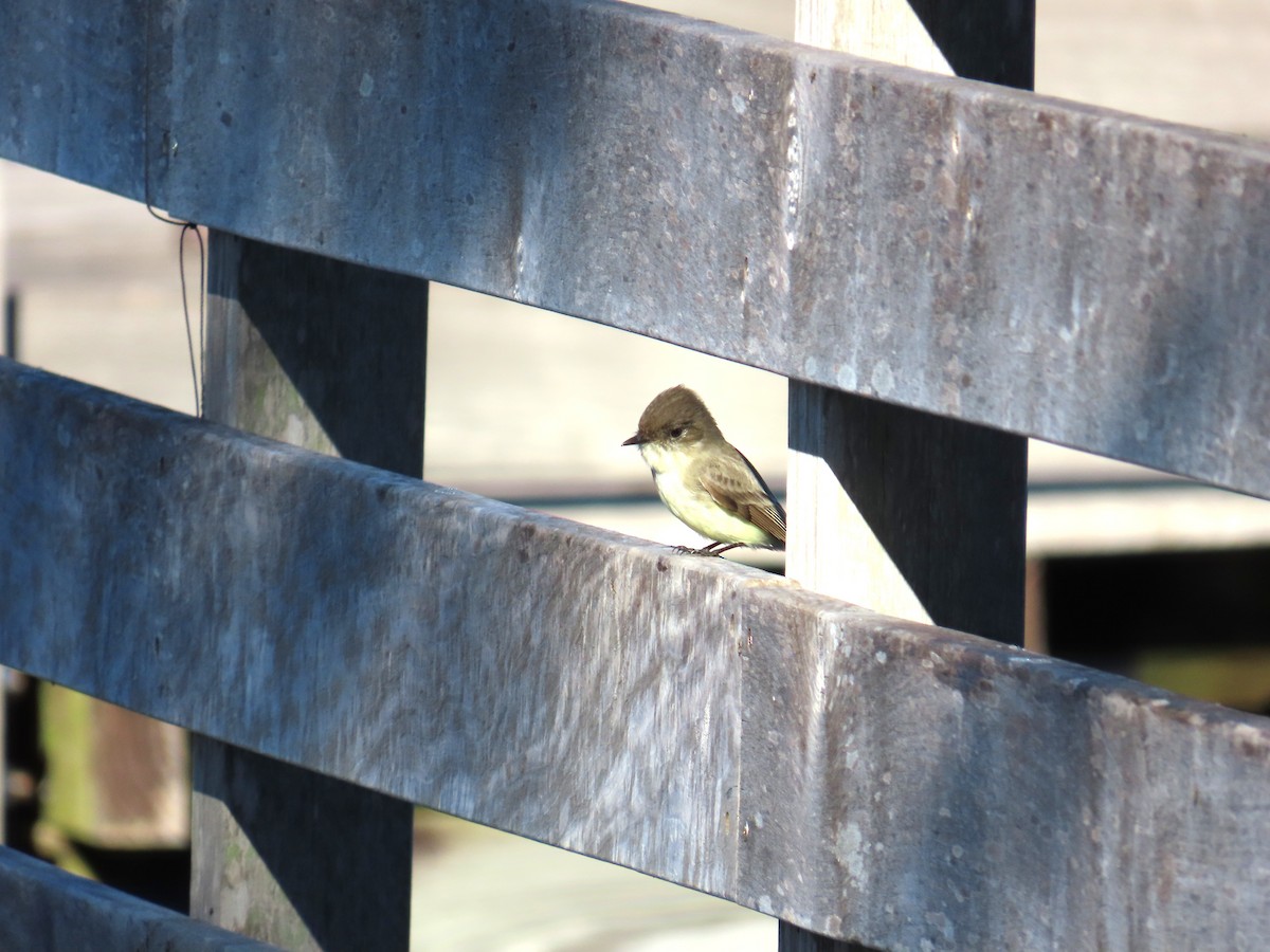 Weißbauch-Phoebetyrann - ML646797232