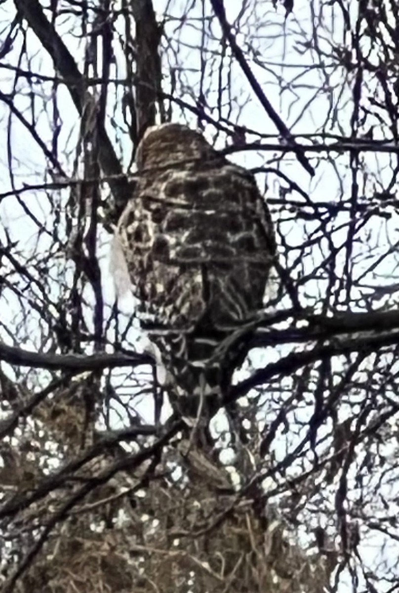 Rotschulterbussard - ML646797233