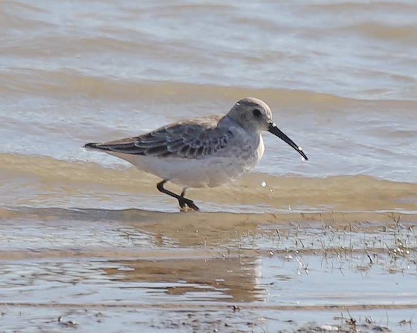 Alpenstrandläufer - ML646797234