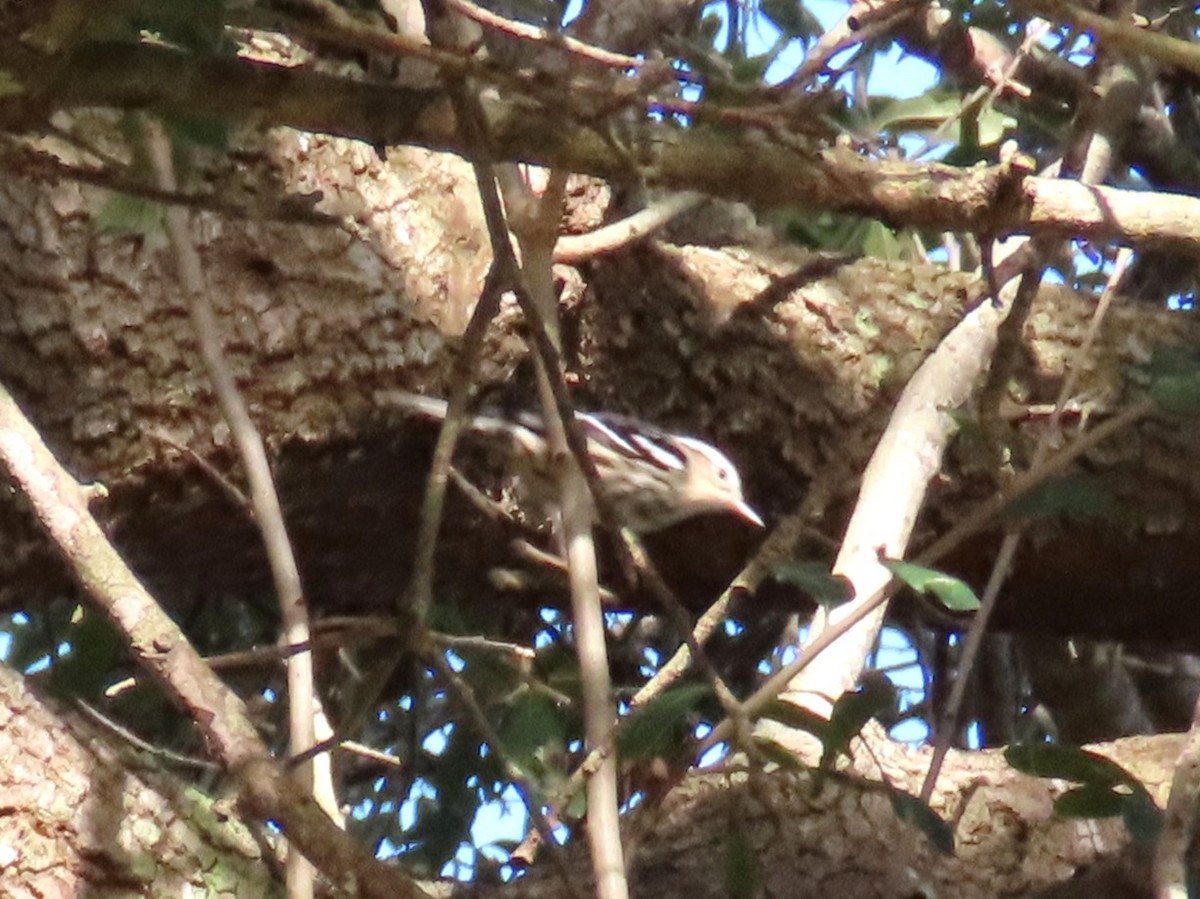 Kletterwaldsänger - ML646797242