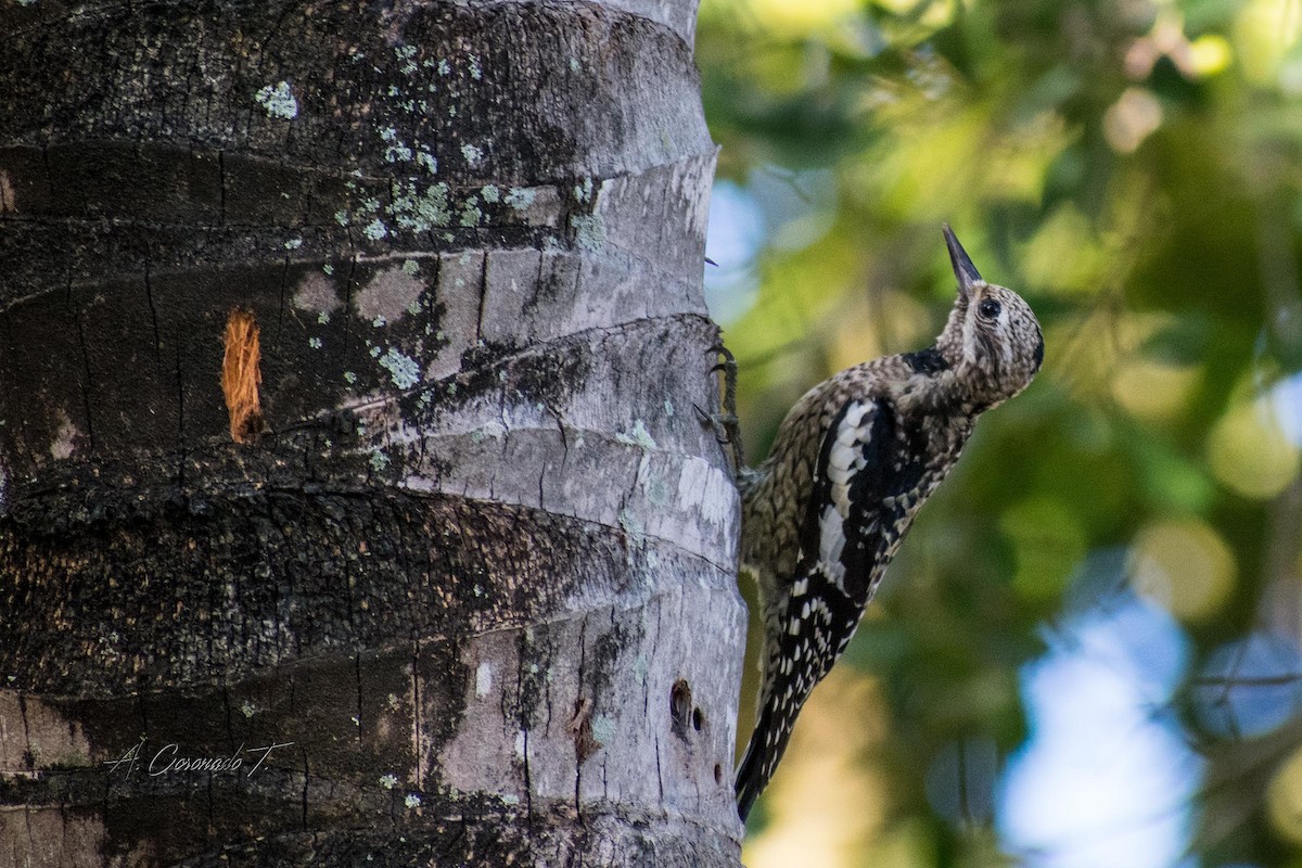Yellow-bellied Sapsucker - ML646797243