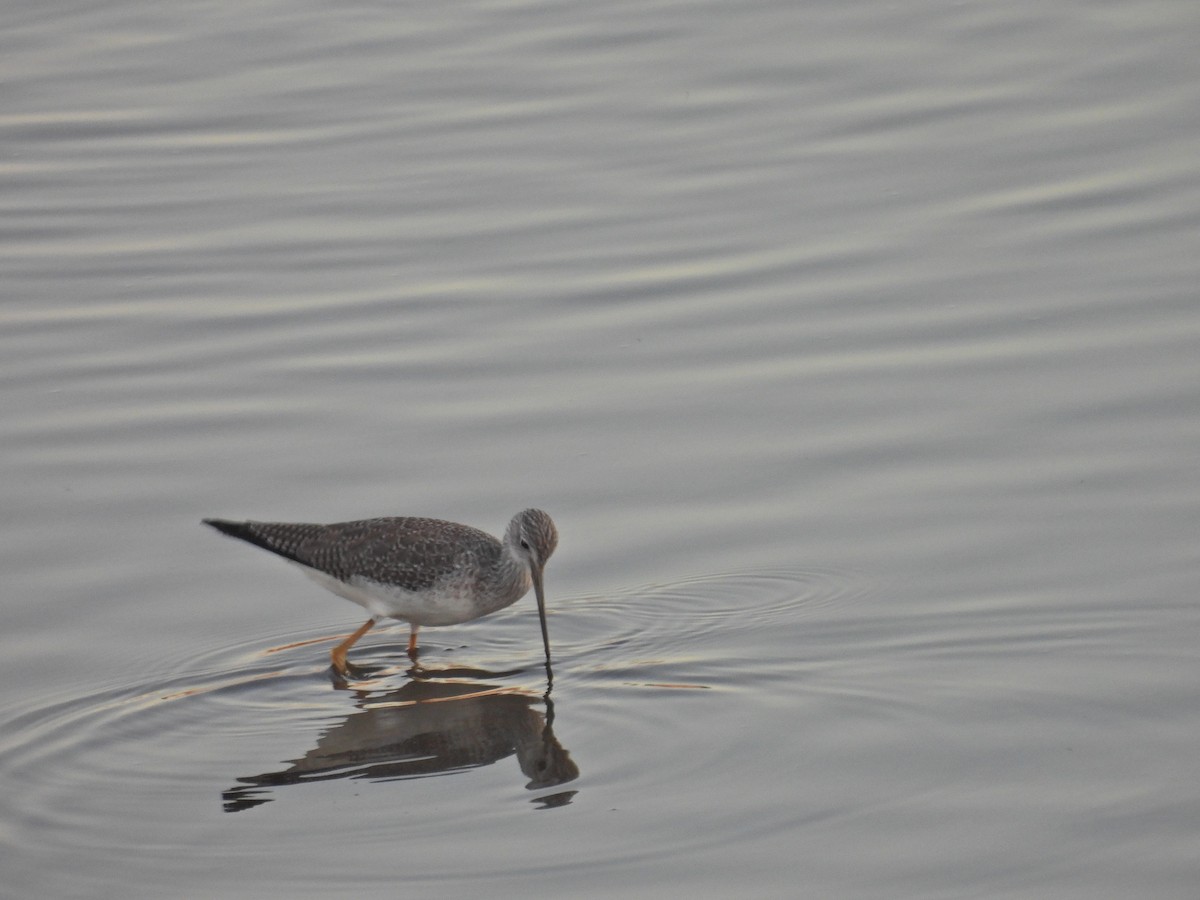 Коловодник строкатий - ML646797244