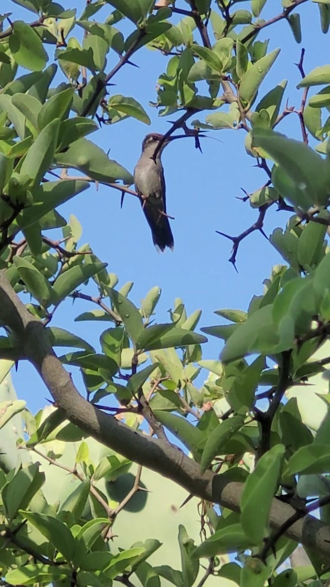 Blue-tufted Starthroat - ML646797245