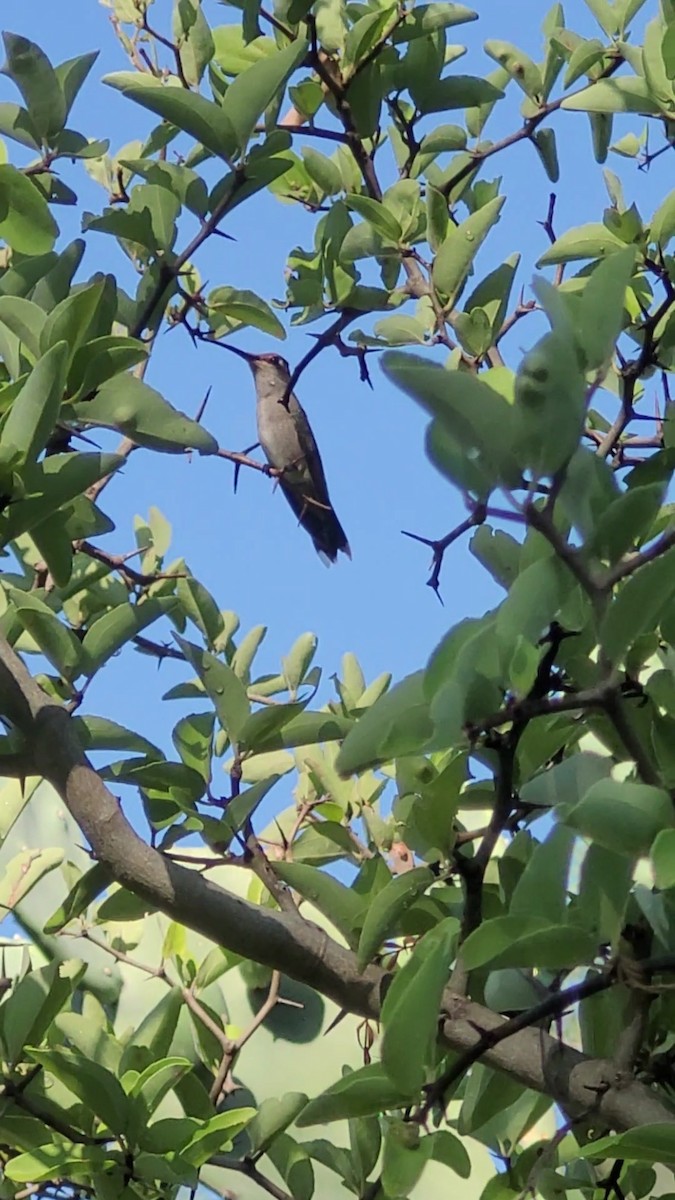 Blue-tufted Starthroat - ML646797246