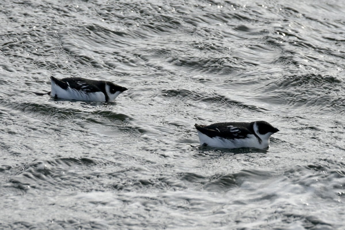 alkekonge - ML646797249